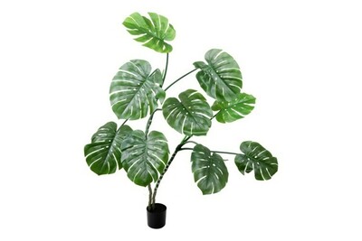 Monstera z dużymi liśćmi