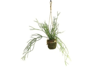 Roślina wisząca, wisząca dekoracja, Rhipsalis baccifera, 